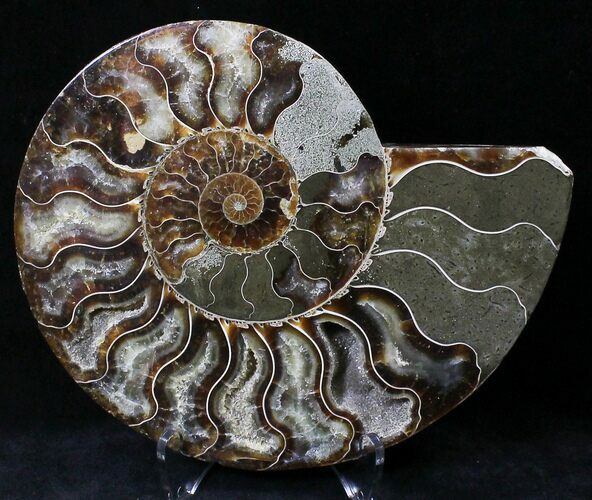 Cut Ammonite Fossil (Half) - Agatized #21797